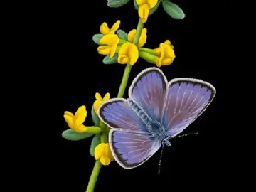 Mariposa Xerces Blue Mariposa Xerces Blue