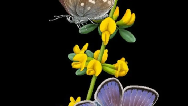 Mariposa Xerces Blue Mariposa Xerces Blue