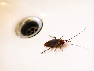 Cucaracha en la cocina Cucaracha en la cocina