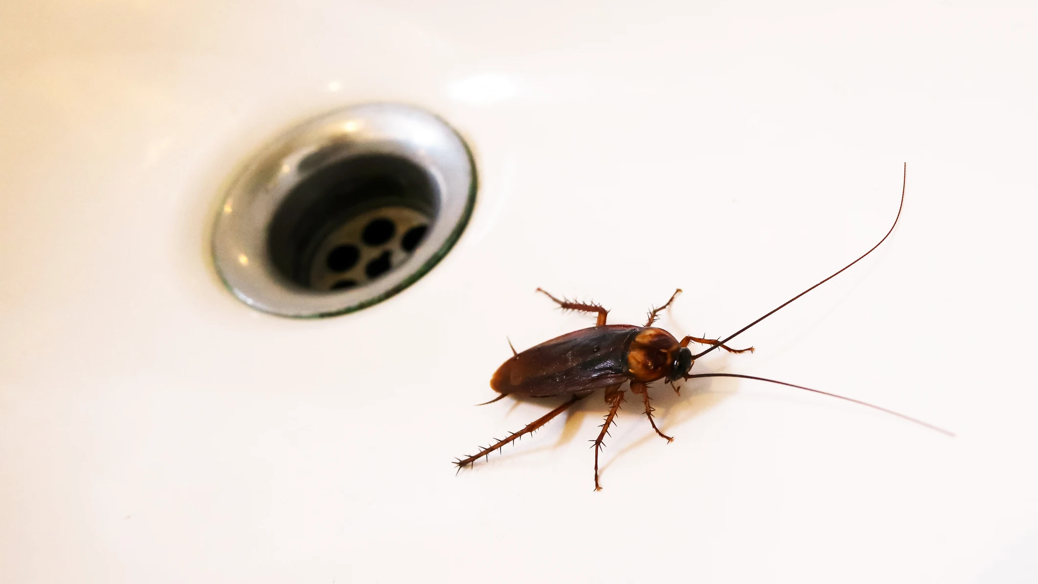 Cucaracha en la cocina Cucaracha en la cocina