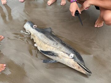 Imagen del delfín mutilado