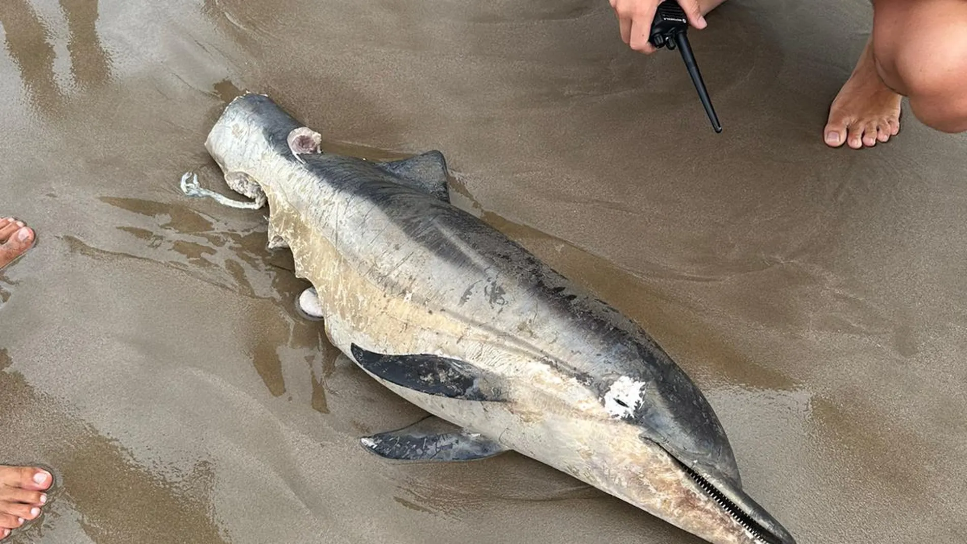 Imagen del delfín mutilado