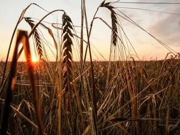 Un cultivo en Donetsk Un cultivo en Donetsk