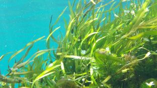 Un alga t&oacute;xica aparece en las costas espa&ntilde;olas y causa s&iacute;ntomas similares a los de la gripe 