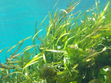 Un alga tóxica aparece en las costas españolas y causa síntomas similares a los de la gripe 