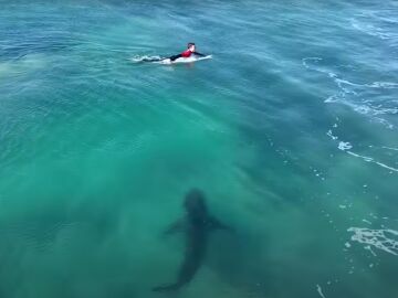 Un tiburón blanco junto a un surfista en J-Bay, Sudáfrica