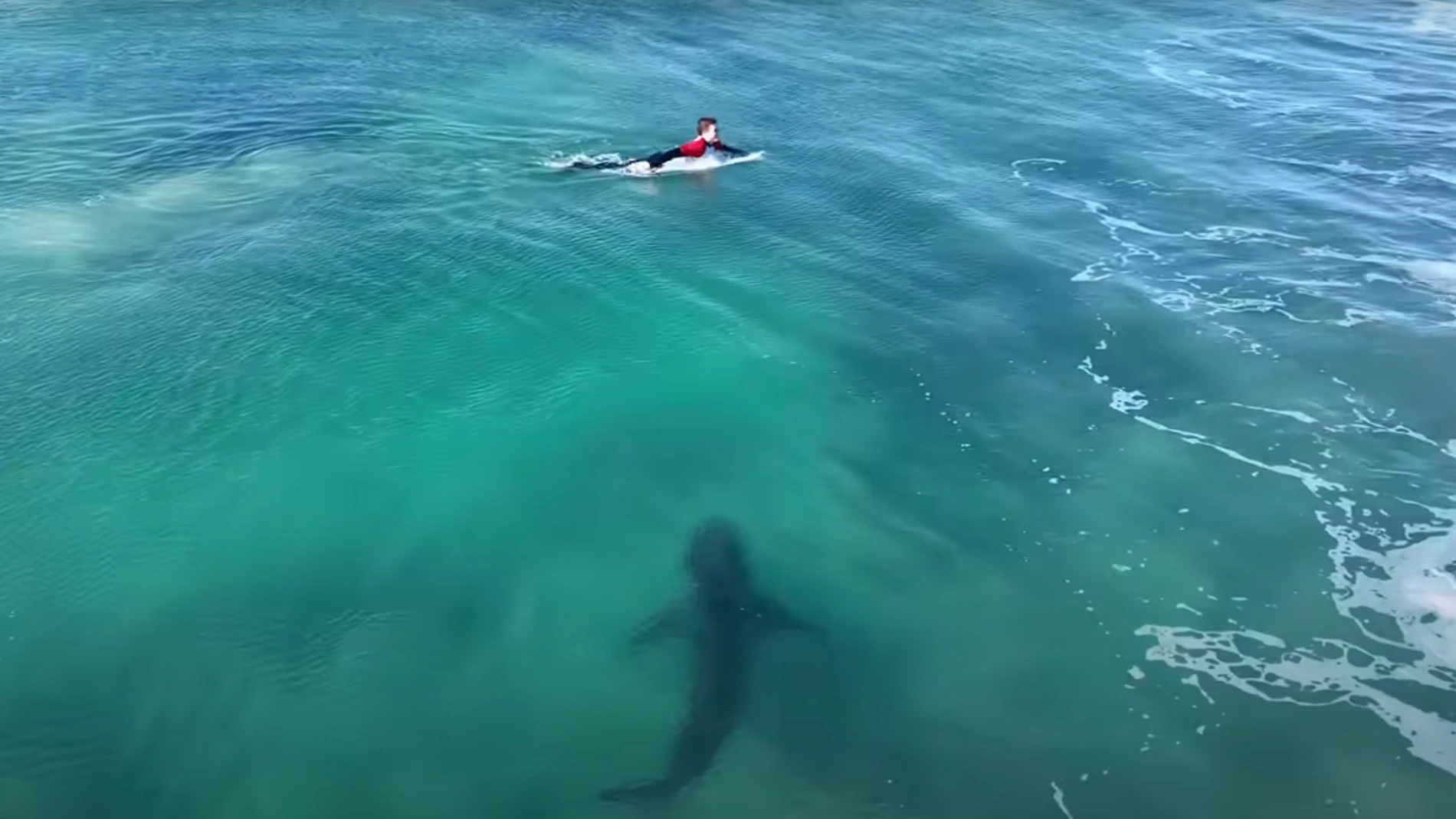 Un tiburón blanco junto a un surfista en J-Bay, Sudáfrica