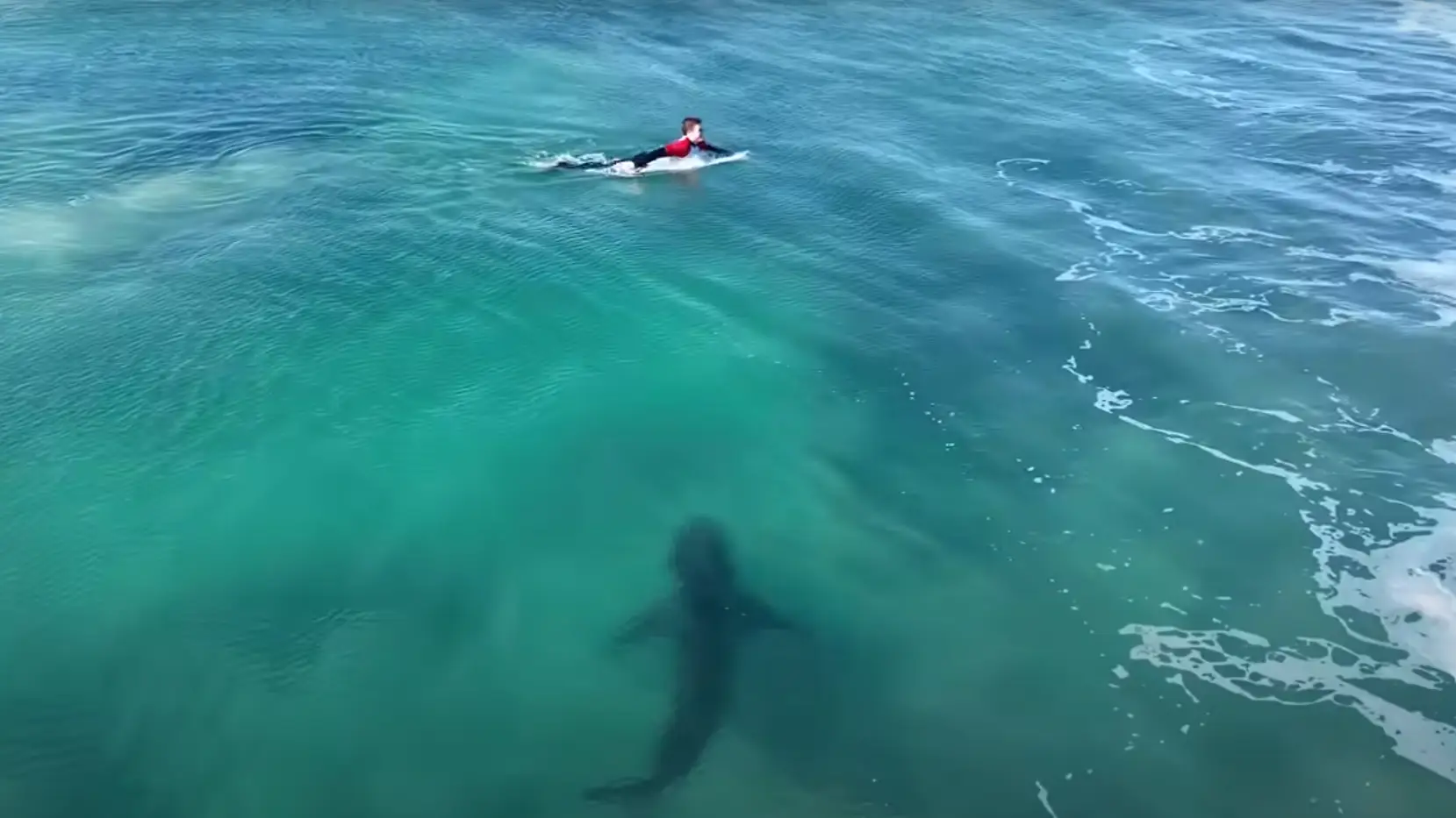 Un tibur&oacute;n blanco junto a un surfista en J-Bay, Sud&aacute;frica