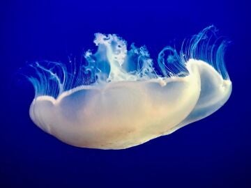 Fotografía de una medusa