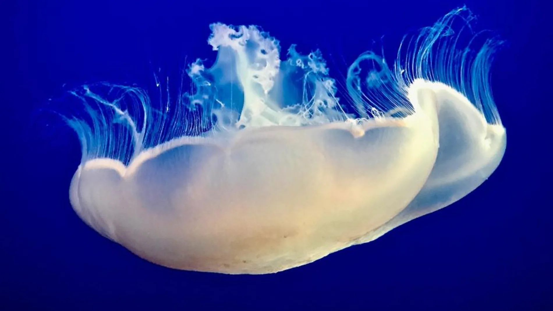 Fotografía de una medusa