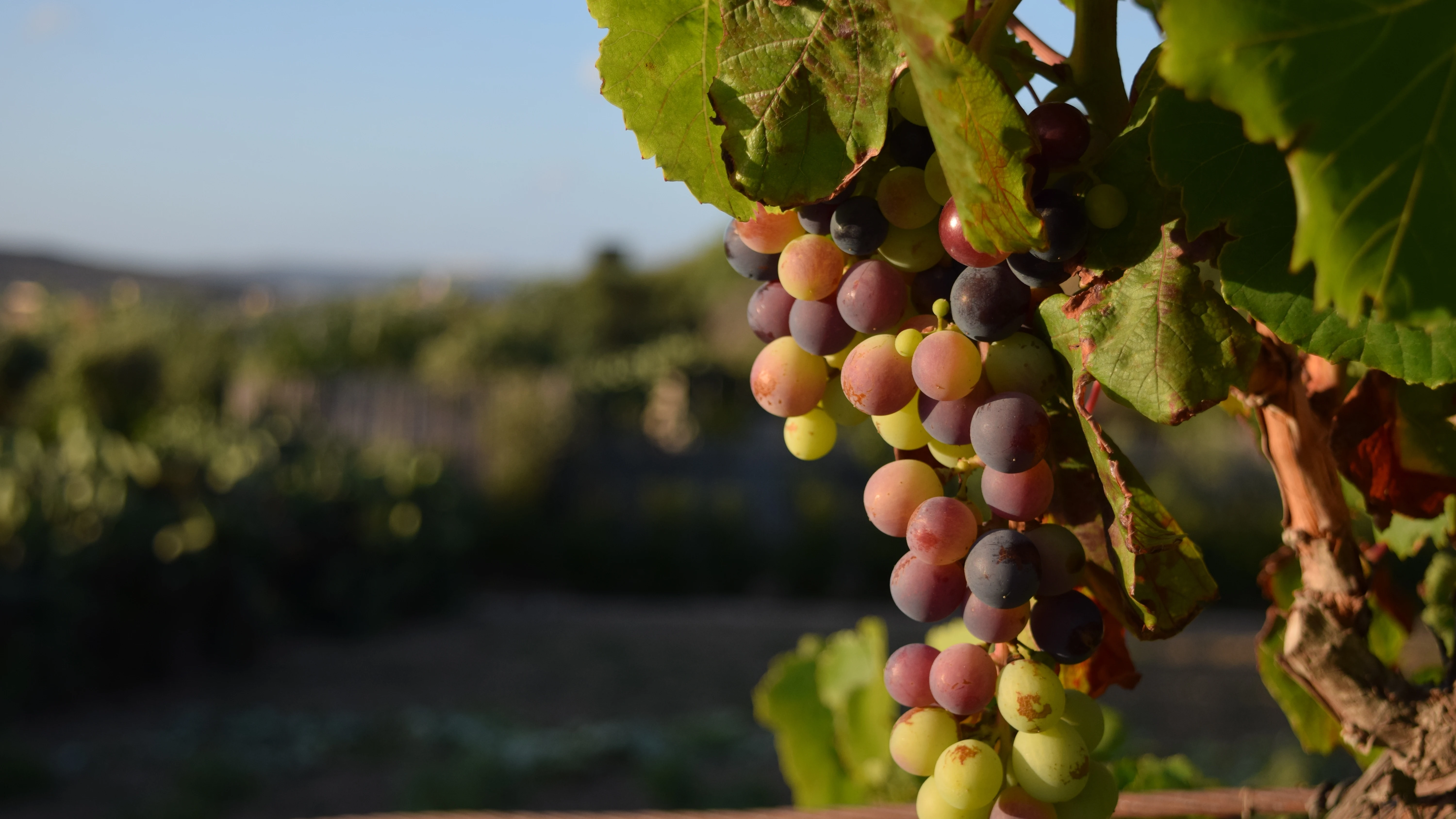Vi&ntilde;edo