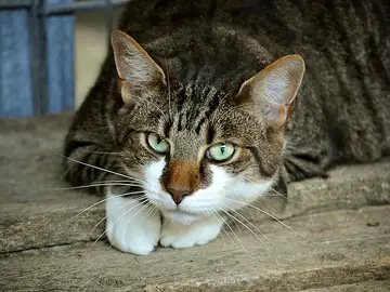 Imagen de archivo de un gato Imagen de archivo de un gato