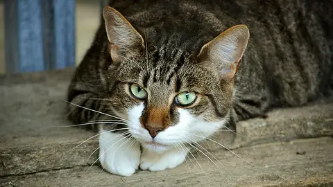 Imagen de archivo de un gato Imagen de archivo de un gato