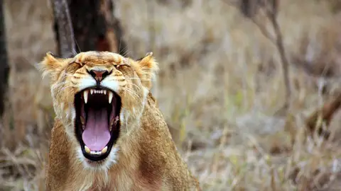 Imagen de archivo de una leona Imagen de archivo de una leona