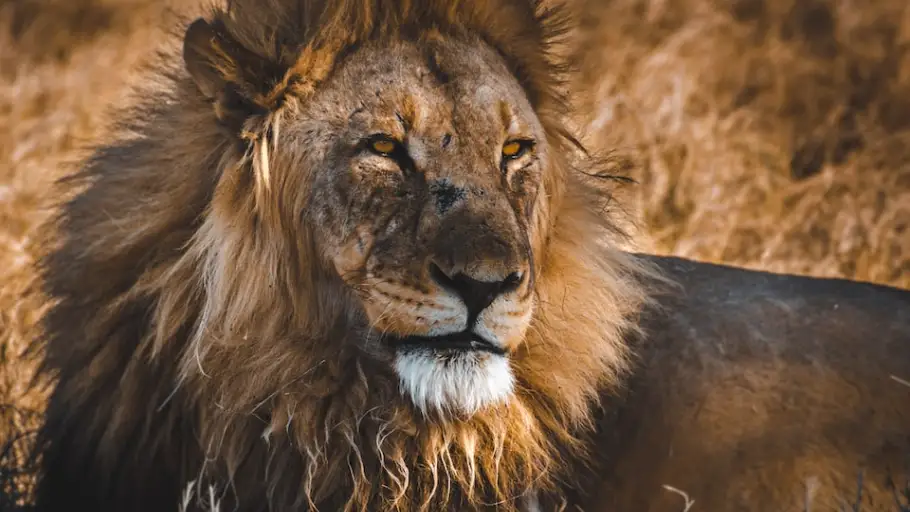 Le&oacute;n 