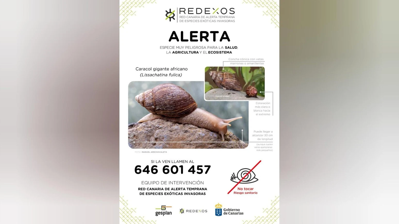 Alerta por un caracol gigante Alerta por un caracol gigante