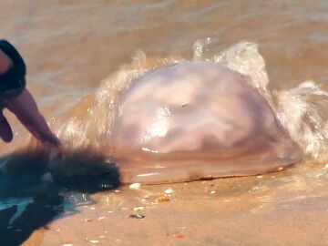 Las medusas llenan las playas españolas: los mitos sobre los remedios que calman el dolor de las picaduras