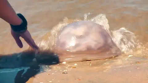 Las medusas llenan las playas españolas: los mitos sobre los remedios que calman el dolor de las picaduras Las medusas llenan las playas españolas: los mitos sobre los remedios que calman el dolor de las picaduras