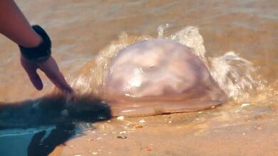 Las medusas llenan las playas españolas: los mitos sobre los remedios que calman el dolor de las picaduras