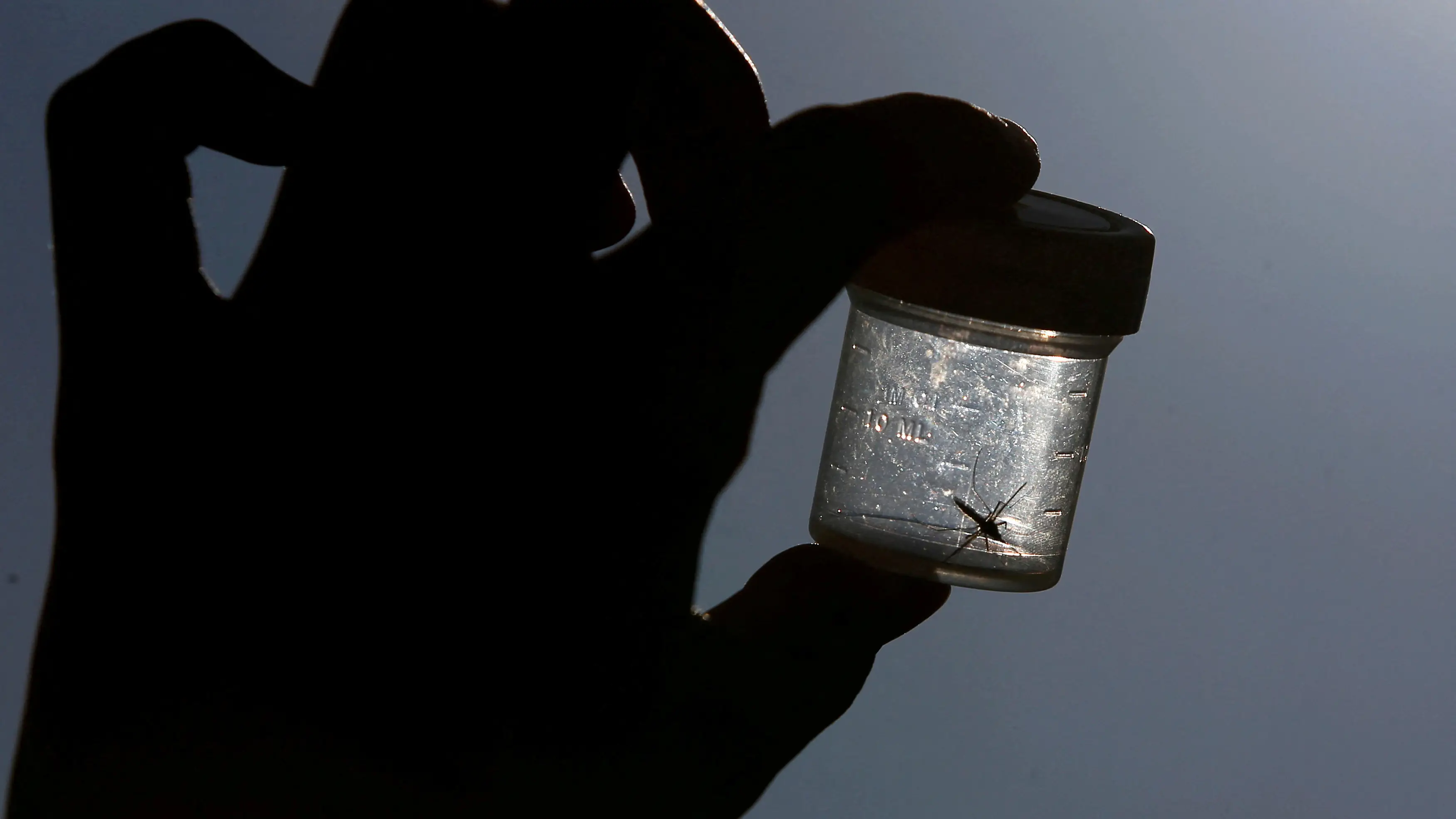 Fuentes y alcantarillas, lugares favoritos de los mosquitos en la ciudad Fuentes y alcantarillas, lugares favoritos de los mosquitos en la ciudad