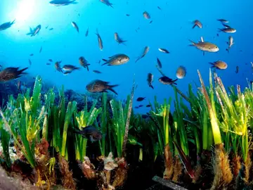 Pradera de posidonia Pradera de posidonia