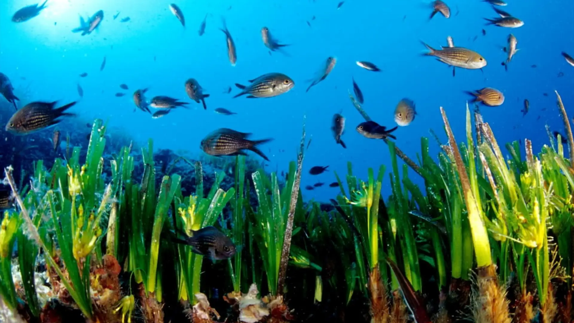 Pradera de posidonia