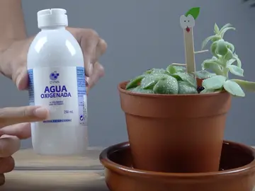 Agua oxigenada y planta Agua oxigenada y planta