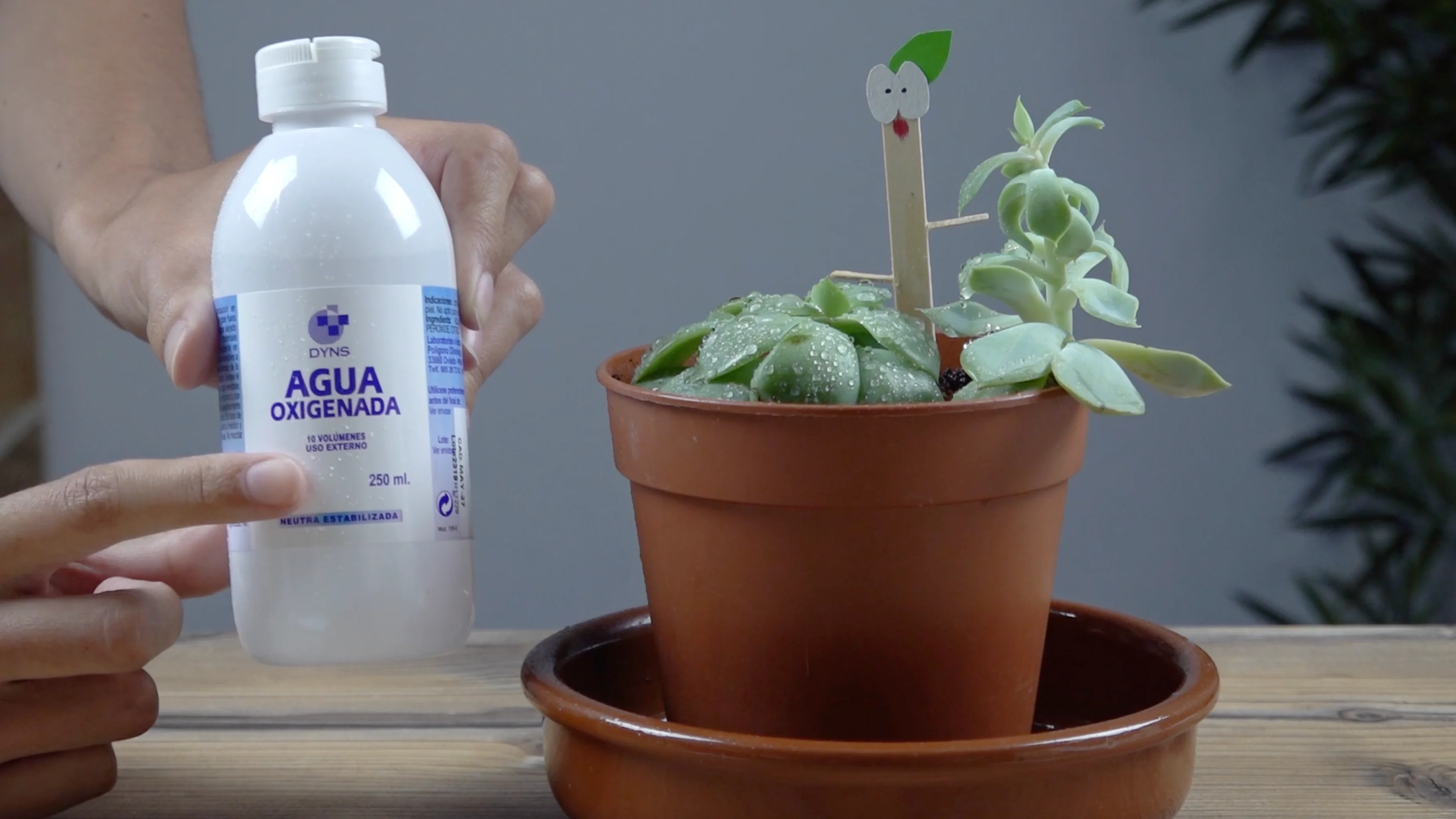 Agua oxigenada y planta