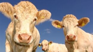Tres vacas en el campo