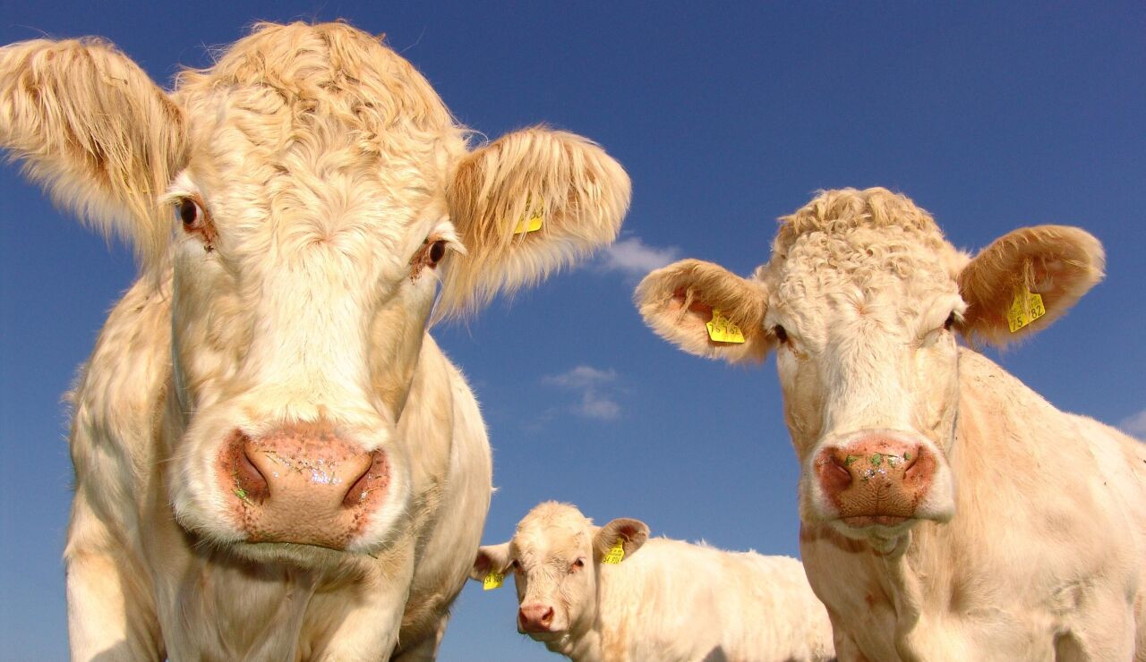 Tres vacas en el campo