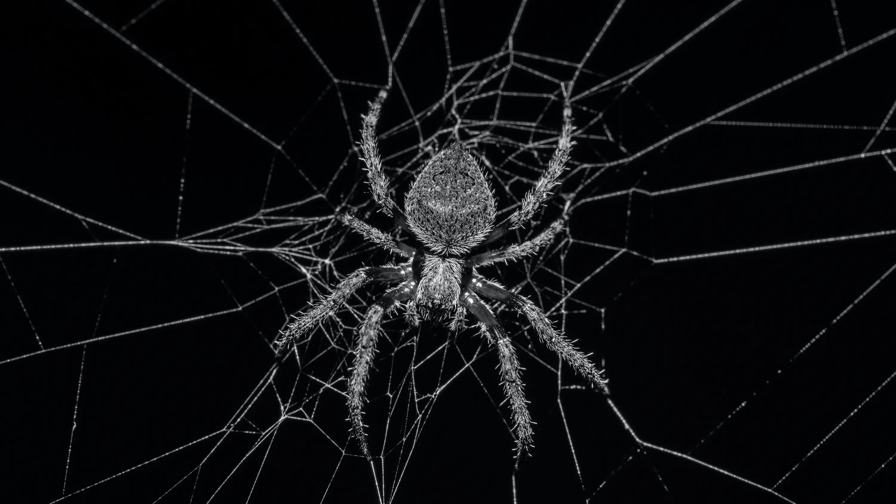 Imagen de archivo de una ara&ntilde;a