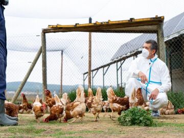 Un veterinario inspecciona una granja de aves