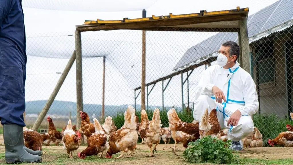 Un veterinario inspecciona una granja de aves