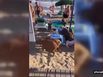 Así asaltan estos jabalíes una playa de Marbella Así asaltan estos jabalíes una playa de Marbella