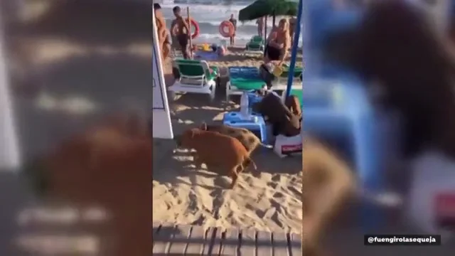 V&Iacute;DEO: Unos jabal&iacute;es toman la playa de Marbella ante la sorpresa de los ba&ntilde;istas