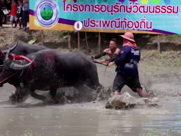 Carrera de búfalos en Chonburi, Tailandia