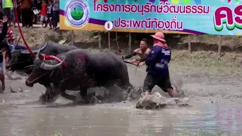Carrera de búfalos en Chonburi, Tailandia Carrera de búfalos en Chonburi, Tailandia