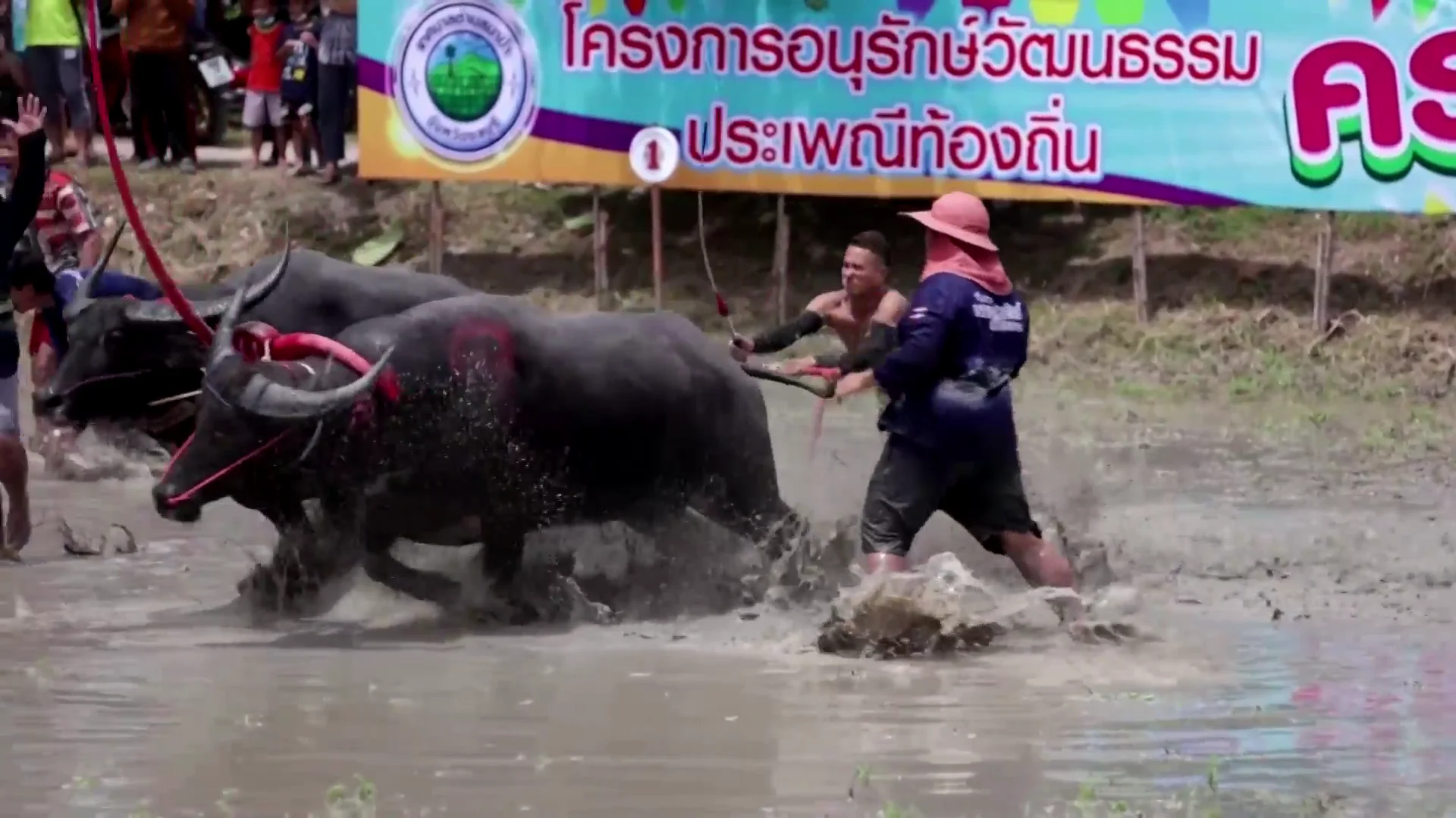 Carrera de búfalos en Chonburi, Tailandia Carrera de búfalos en Chonburi, Tailandia