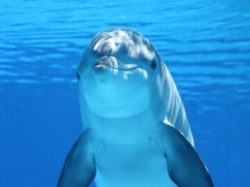 Imagen de archivo de un delfín