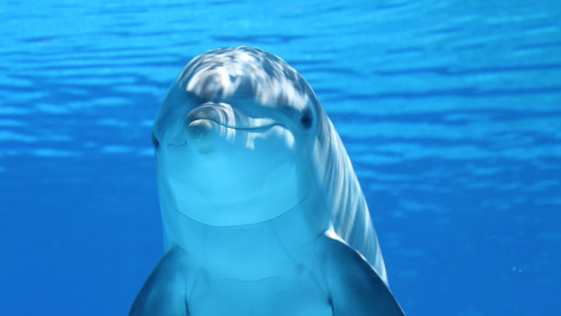 Imagen de archivo de un delfín