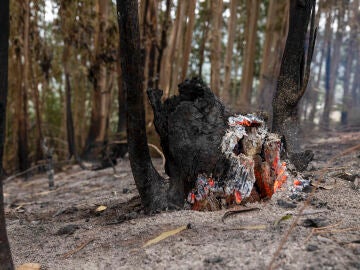 Un tronco arde este viernes, cuando el incendio de Tenerife ha sido declarado estabilizado 