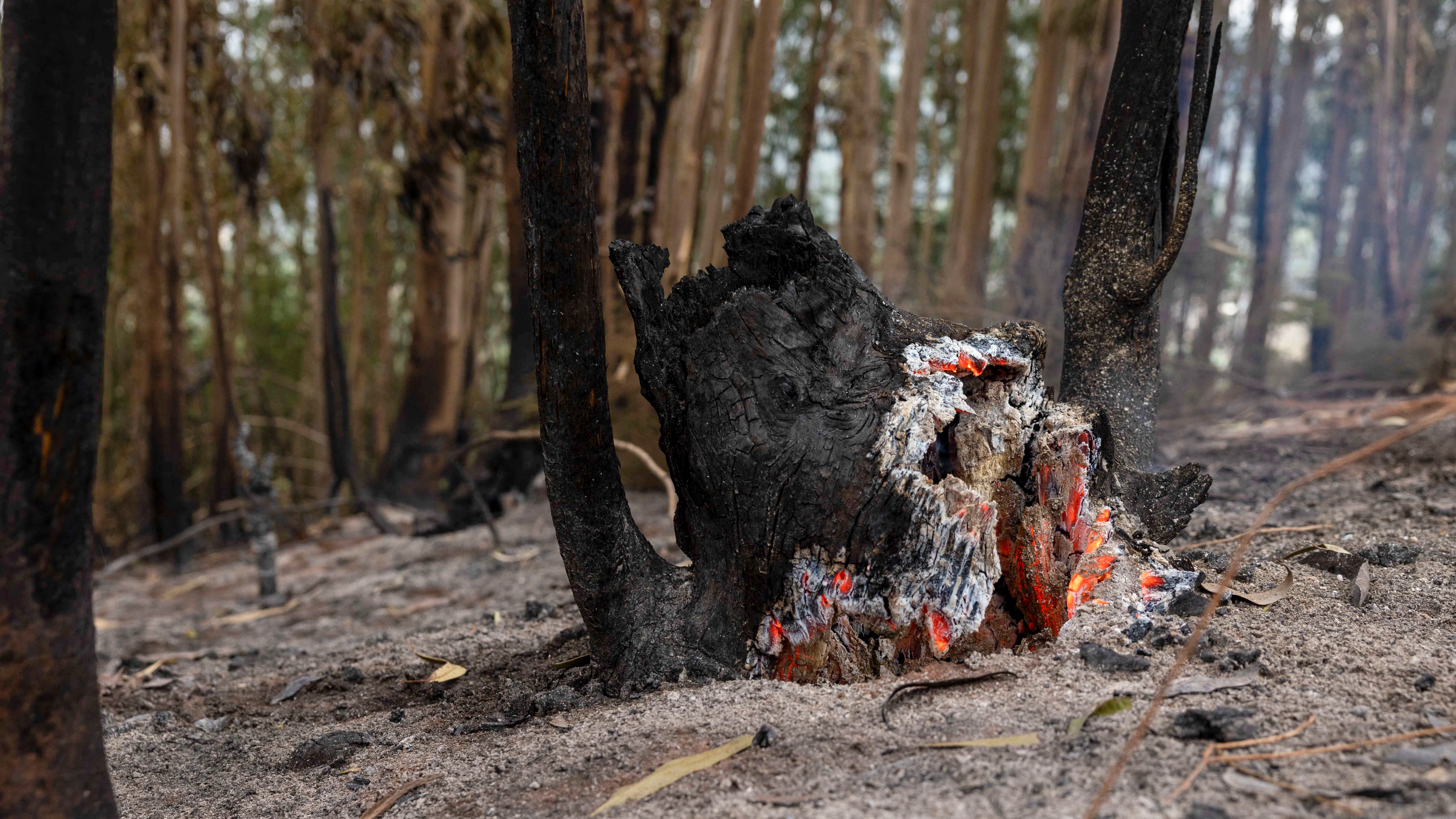 Un tronco arde este viernes, cuando el incendio de Tenerife ha sido declarado estabilizado Un tronco arde este viernes, cuando el incendio de Tenerife ha sido declarado estabilizado