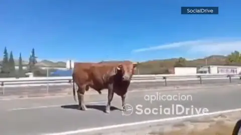 40 toros irrumpen en la A-3 a la altura de Buñol, Valencia
