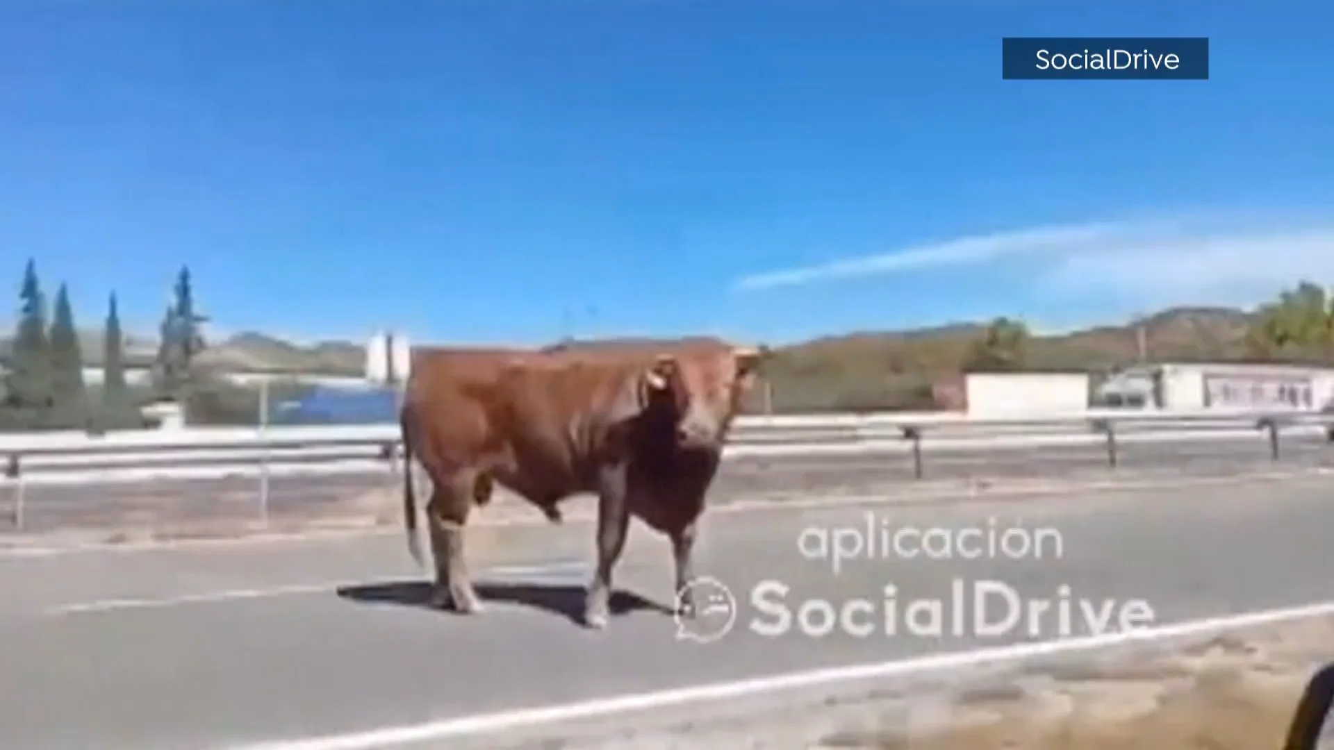 40 toros irrumpen en la A-3 a la altura de Buñol, Valencia 40 toros irrumpen en la A-3 a la altura de Buñol, Valencia