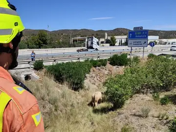 Estampida de reses en la autovía a la altura de Buñol, Valencia Estampida de reses en la autovía a la altura de Buñol, Valencia