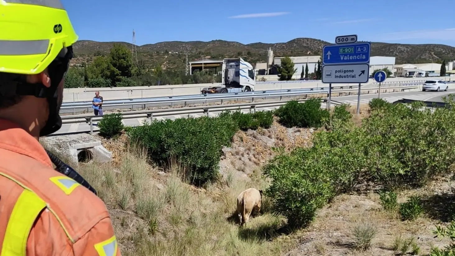 Estampida de reses en la autov&iacute;a a la altura de Bu&ntilde;ol, Valencia