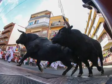 Segundo encierro de las fiestas de San Sebastián de los Reyes Segundo encierro de las fiestas de San Sebastián de los Reyes