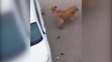 Pánico y desconcierto: vecinos ven a un león vagando por las calles