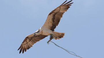 Las basuras que utilizan las aguilas pescadoras para construir sus nidos ponen en peligro su supervivencia