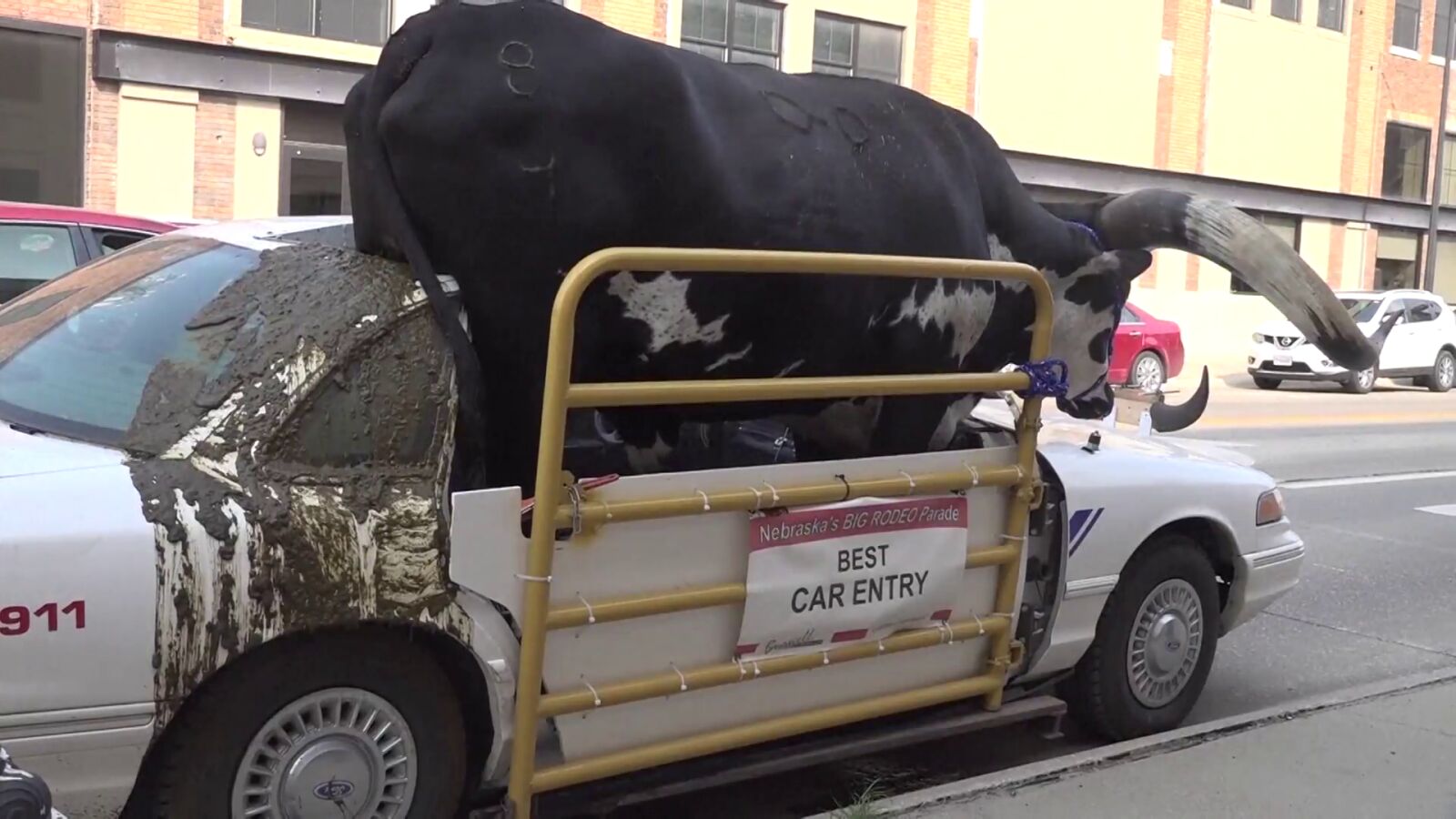 Surrealismo sobre ruedas: un hombre circula con un toro de 500 kilos de copiloto
